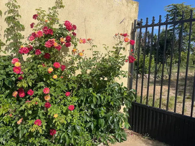 Blooming rose bush in Arcahueja